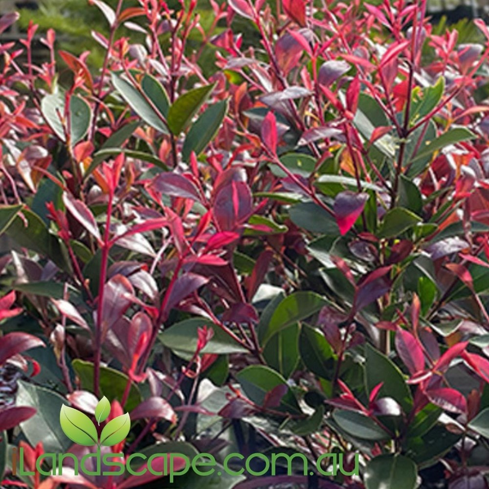 Acmena smithii Purple Rain – Sunshine Coast Nursery & Garden Centre