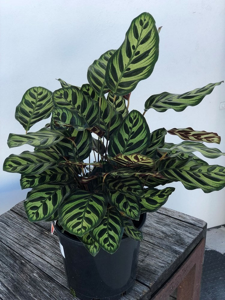 Calathea makoyana