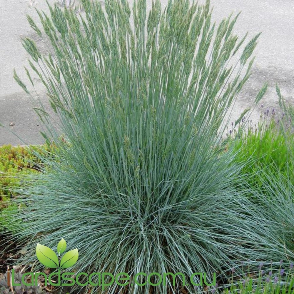 Festuca Beyond Blue – Sunshine Coast Nursery & Garden Centre