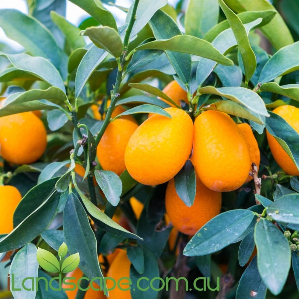 Kumquat Dwarf Nagami – Sunshine Coast Nursery & Garden Centre