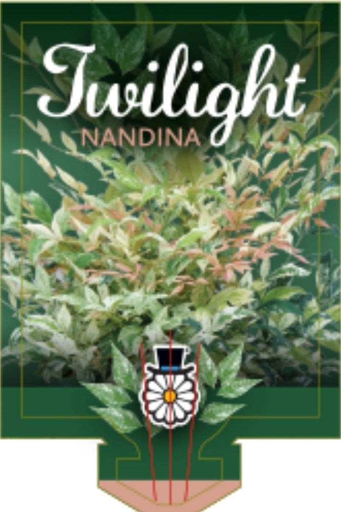 Nandina Twilight